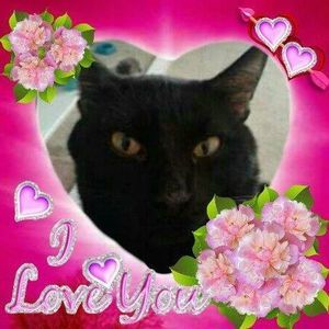 Meet your Posher, Betty